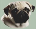 (image for) Fawn Pug 2
